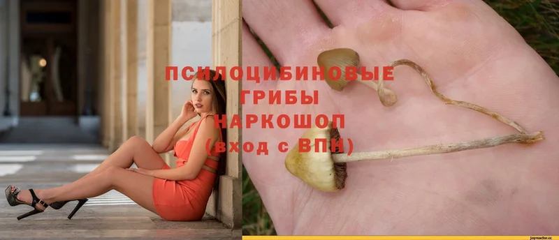 Галлюциногенные грибы Magic Shrooms  Аргун 